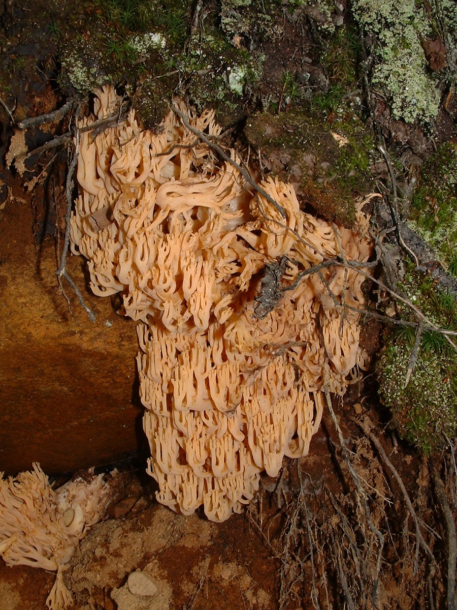 coral mushroom 