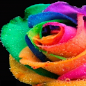 Rainbow Roses Live Wallpaper