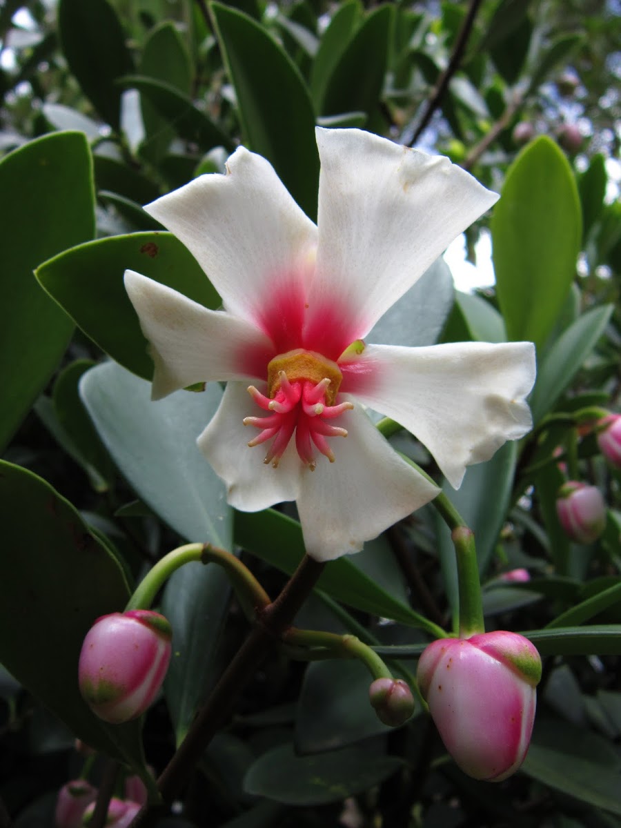 Brazilian Clusia, Porcelain Flower