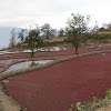red algae