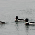 Red-breasted Merganser