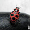 Spotted Lady Beetle