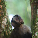 Capuchino negro / Black capuchin