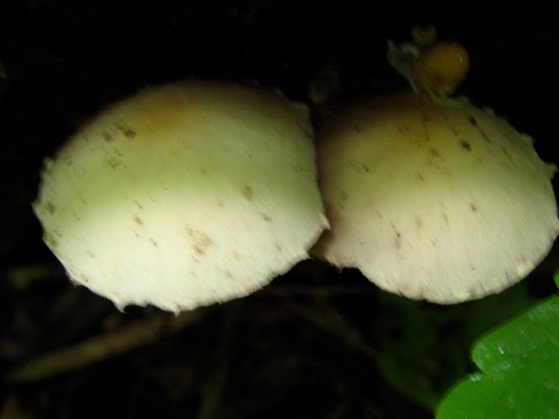 Caps of Mystery Mushroom coming out of log - dark brown spore print (1 of 2)