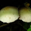 Caps of Mystery Mushroom coming out of log - dark brown spore print (1 of 2)