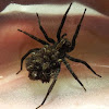 Wolf spider and babies