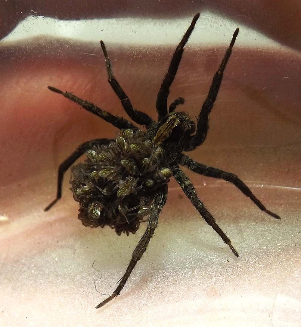 Wolf spider and babies