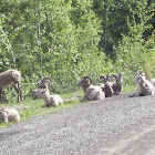 Bighorn Sheep