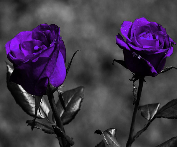 Purple Rose Live Wallpaper - Android Apps on Google Play