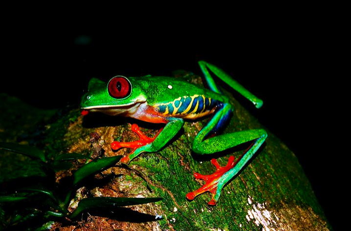 Red-eyed Tree Frog