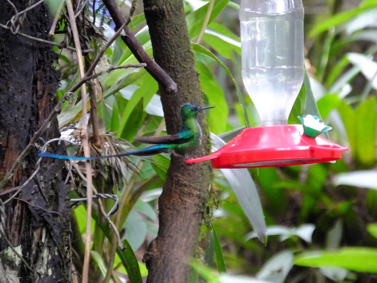 long tailed sylph