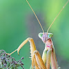 Chinese Preying Mantis