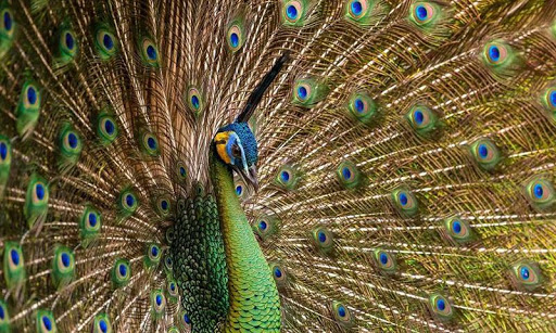 Peacock Feather Live Wallpaper