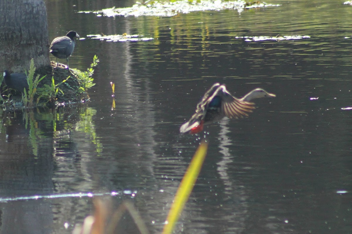 Mottled Duck