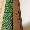 Yamori--Japanese Gecko