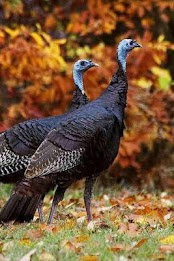 Wild turkey Puzzle poster 3