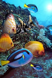 3D Underwater world