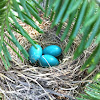 Robin Eggs