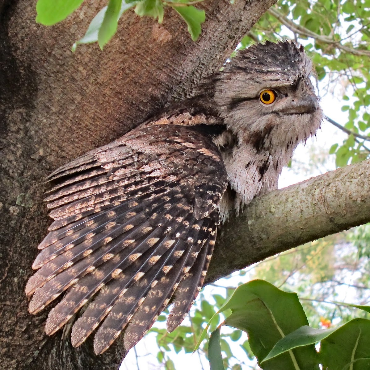 Tawny Frogmouth