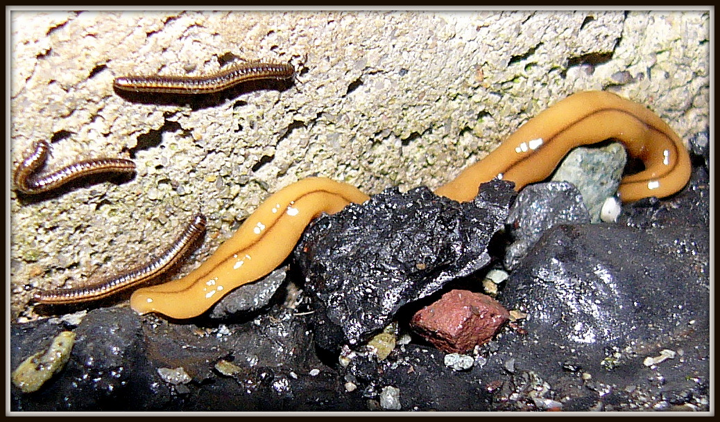Land Planarian Flatworm