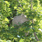 Bald-faced Hornet nest