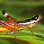 Handsome Macrotona Grasshopper