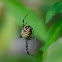 female Banded garden spider