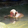 Snow Monkey, Japanese Macaque