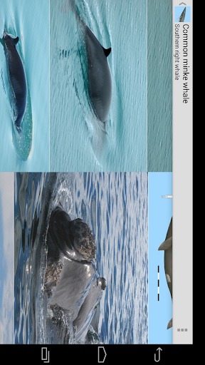 【免費書籍App】Dolphins & Whales Sightings-APP點子