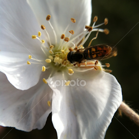 Simplicity by Christie Chambers - Flowers Single Flower