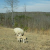 Sheep and Newborn Lambs