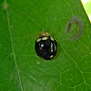 ladybird beetle