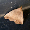 Herminiid Moth