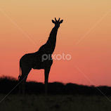 Pink Giraffe Sunset Silhouette by Dries Alberts -  
