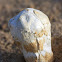 Desert Mushroom/Black Powderpuff