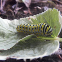 Black Swallowtail (caterpillar)