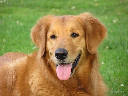 How to install Dogs App 2.2 apk for bluestacks
