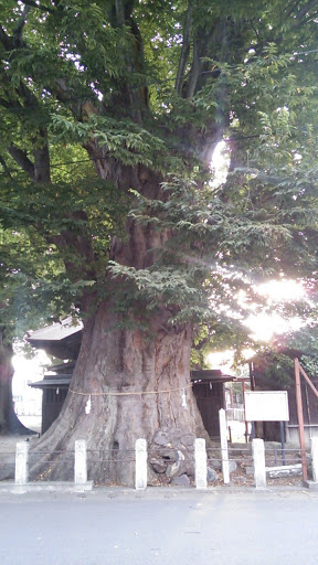 県指定天然記念物 須賀神社の大ケヤキ