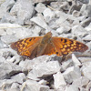 Tawny emperor