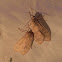 banded tussoc moth