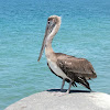 Brown pelican (juvenile)