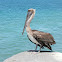 Brown pelican (juvenile)