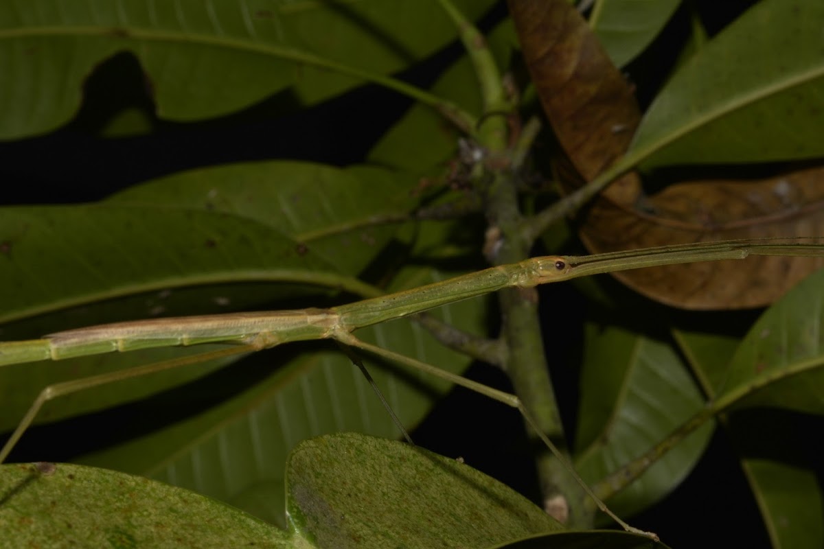 Winged Stick Insect