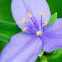 Stemless Spiderwort