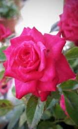 Z Lcd Amoled Flowers Wallpaper poster 2