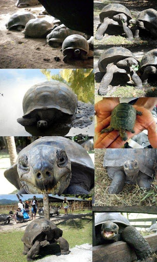 SuperJigsaw Seychelles turtles
