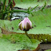 Giant Amazonian Water Lily
