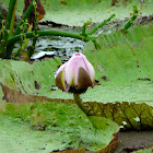 Giant Amazonian Water Lily