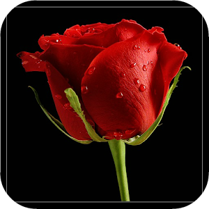 rose wallpaper.apk 2.3.1