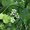 Clayton's sweetroot, sweet cicely